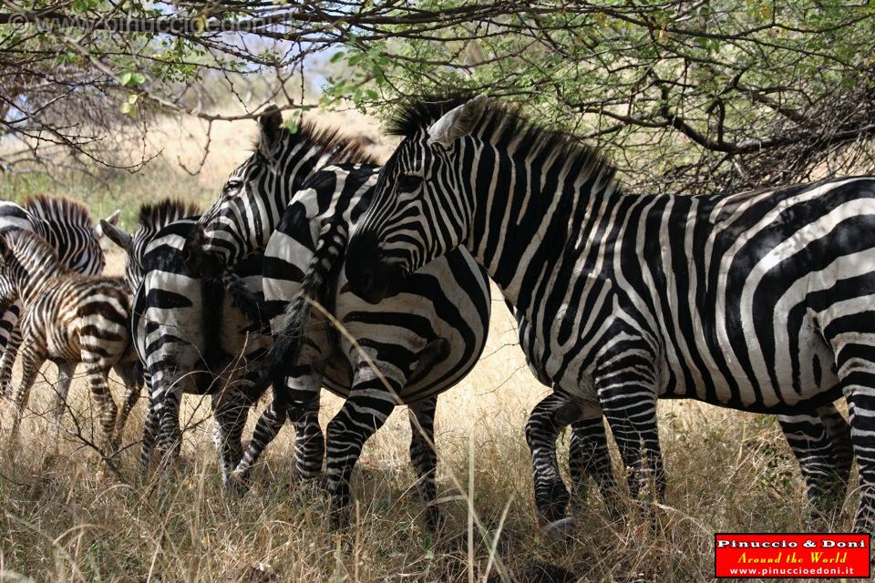 Ethiopia - Netch Sar Park - 38 - Zebre.jpg